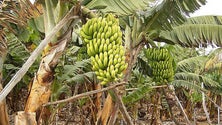 Imagem de 75% da banana comercializada é de qualidade extra (Vídeo)
