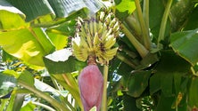 Imagem de Produtores obrigados a mandar banana para o lixo devido a doença