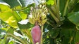 Imagem de Produtores obrigados a mandar banana para o lixo devido a doença