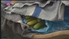 Imagem de Produtores de banana em protesto na GESBA (Vídeo)
