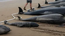 Imagem de Cerca de 240 baleias morrem após ficarem encalhadas na Nova Zelândia