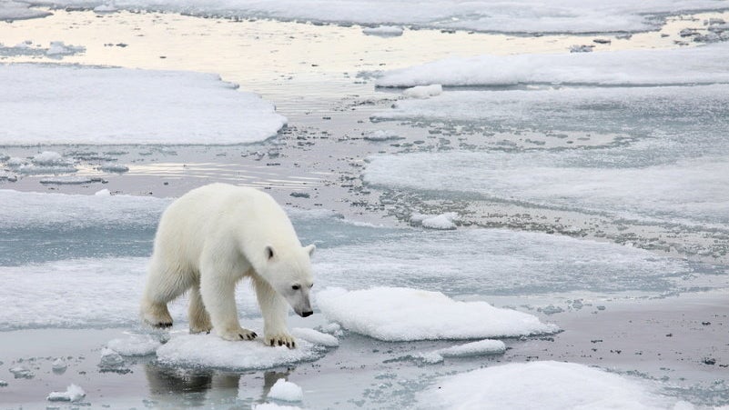 Imagem de Temperatura no Ártico vai aumentar 3 a 5 graus até 2050