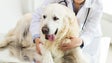 Covid-19: Clínicas veterinárias continuam abertas, mas só para urgências (Áudio)