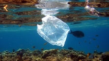 Imagem de Poluição continua a ser a grande ameaça dos oceanos