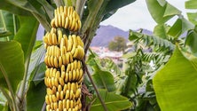 Imagem de 200 toneladas de banana estão à espera de serem descarregadas nos portos de Lisboa (Vídeo)