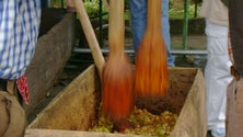 Imagem de Produção de Maçã em queda na Camacha