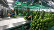 Imagem de Associação de produtores de banana acusa a GESBA de reter 50 M€