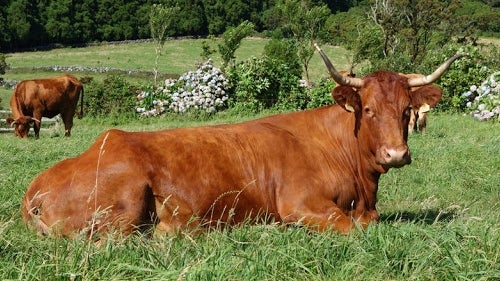 Imagem de Carne do Ramo Grande classificada como DOP
