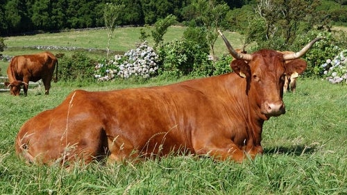 Carne do Ramo Grande classificada como DOP