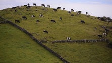 Imagem de Açores e Madeira reivindicam suspensão dos cortes no POSEI (Vídeo)