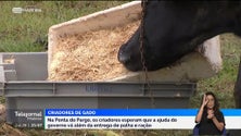 Criadores de gado esperam que os apoios não fiquem pela palha e ração já distribuída (vídeo)