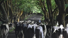 Imagem de Governo traça objetivos para política agrícola regional (Vídeo)