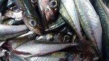 Imagem de Peixe comprado pela Internet chega a casa do cliente na Terceira (Vídeo)