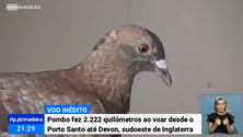 Imagem de Pombo-correio fez 2 mil quilómetros desde o Porto Santo até Inglaterra (Vídeo)
