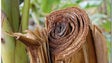 Eco folheados produzidos a partir dos troncos da bananeira