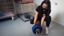 Imagem de 500 animais transportados para a Alemanha (vídeo)