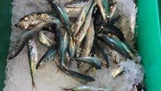 GNR apreendeu duas toneladas de peixe em Câmara de Lobos