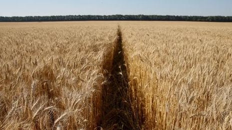 Imagem de Kiev acusa Moscovo de ter sabotado acordo sobre cereais