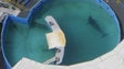 Morreu Lolita, a mais solitária orca do mundo
