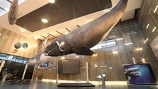 Imagem de Museus e monumentos nacionais recuperaram dois milhões de visitantes em 2022