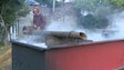 Imagem de Há artesãos que ainda se dedicam à cozedura do vime (vídeo)