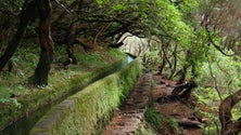 Imagem de Projetos de reflorestação na Madeira registam taxa de sucesso de 80%