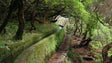 Projetos de reflorestação na Madeira registam taxa de sucesso de 80%