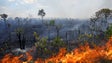 Polícia Florestal deteta 11 queimadas ilegais na Madeira