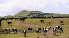 Imagem de Governo quer redefinir a indústria dos laticínios nos Açores (Vídeo)