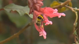 Imagem de Madeira integra projeto sobre insetos polinizadores (Vídeo)
