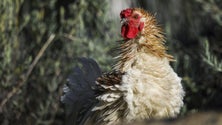 Imagem de Perto de 230.000 animais abatidos com gripe das aves