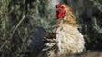 Perto de 230.000 animais abatidos com gripe das aves