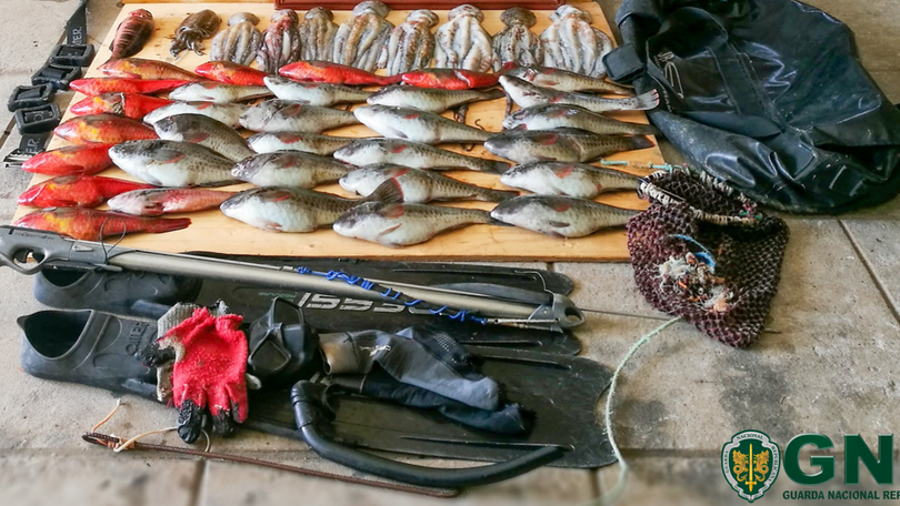Imagem de GNR doa 23 kg de peixe a instituição de solidariedade social