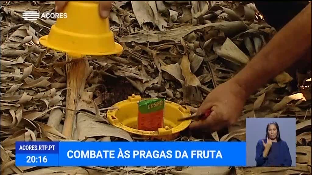 Universidade dos Açores integra programa de monitorização de pragas (Vídeo)