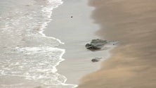 Imagem de Depressão Óscar levou grande parte da areia de proteção à muralha da Praia da Vitória