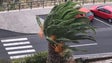 Imagem de Madeira sob aviso laranja nas próximas 48h