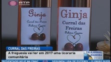 Imagem de Curral das Freiras ganha licoraria comunitária (Vídeo)