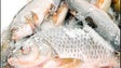 Imagem de Refrigeração ilegal de peixe