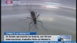 Imagem de Trabalho de combate ao mosquito na Madeira elogiado na Suécia (Vídeo)