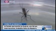 Trabalho de combate ao mosquito na Madeira elogiado na Suécia (Vídeo)