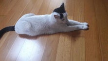 Imagem de Groundforce garante que desaparecimento do gato `Jackie` no Aeroporto de Lisboa foi “caso isolado”