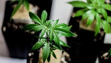 Imagem de Parlamento discute hoje legalização da canábis para fins recreativos