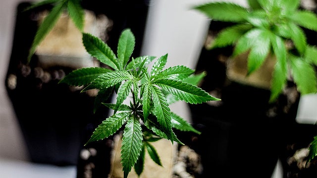 Imagem de Parlamento discute hoje legalização da canábis para fins recreativos