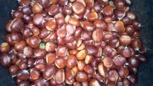 Imagem de Ano foi bom para a produção de castanha (Vídeo)