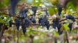 Imagem de Vindima com menos uvas na Madeira
