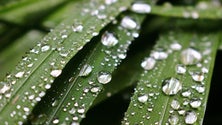 Imagem de Chuva cai para metade na Madeira, neste último ano hidrológico
