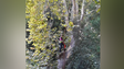 Especialistas espanhóis analisam árvores no Monte