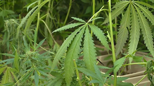 Imagem de Canábis medicinal já se vende nos Açores (Vídeo)