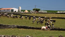 Imagem de Lavoura da Terceira manifesta-se na sexta-feira (Som)
