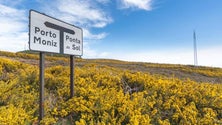 Imagem de Estão em curso trabalhos de limpeza de 120 hectares de terreno no Paul da Serra (Áudio)